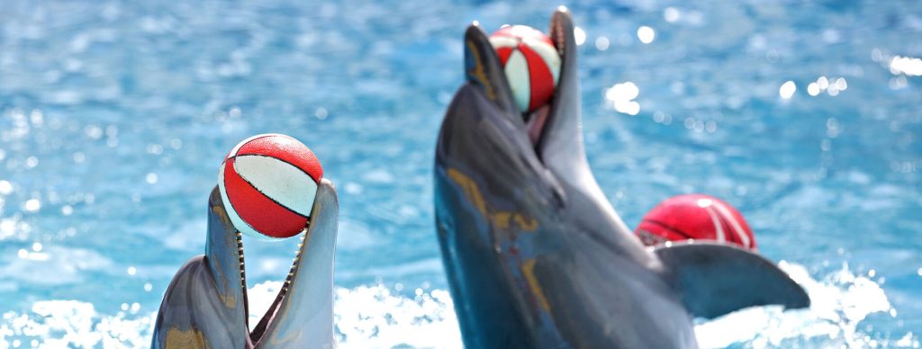 image of dolphins performing at Clearwater Marine Aquarium
